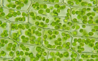 ICH Q14 Analytical Procedure Development